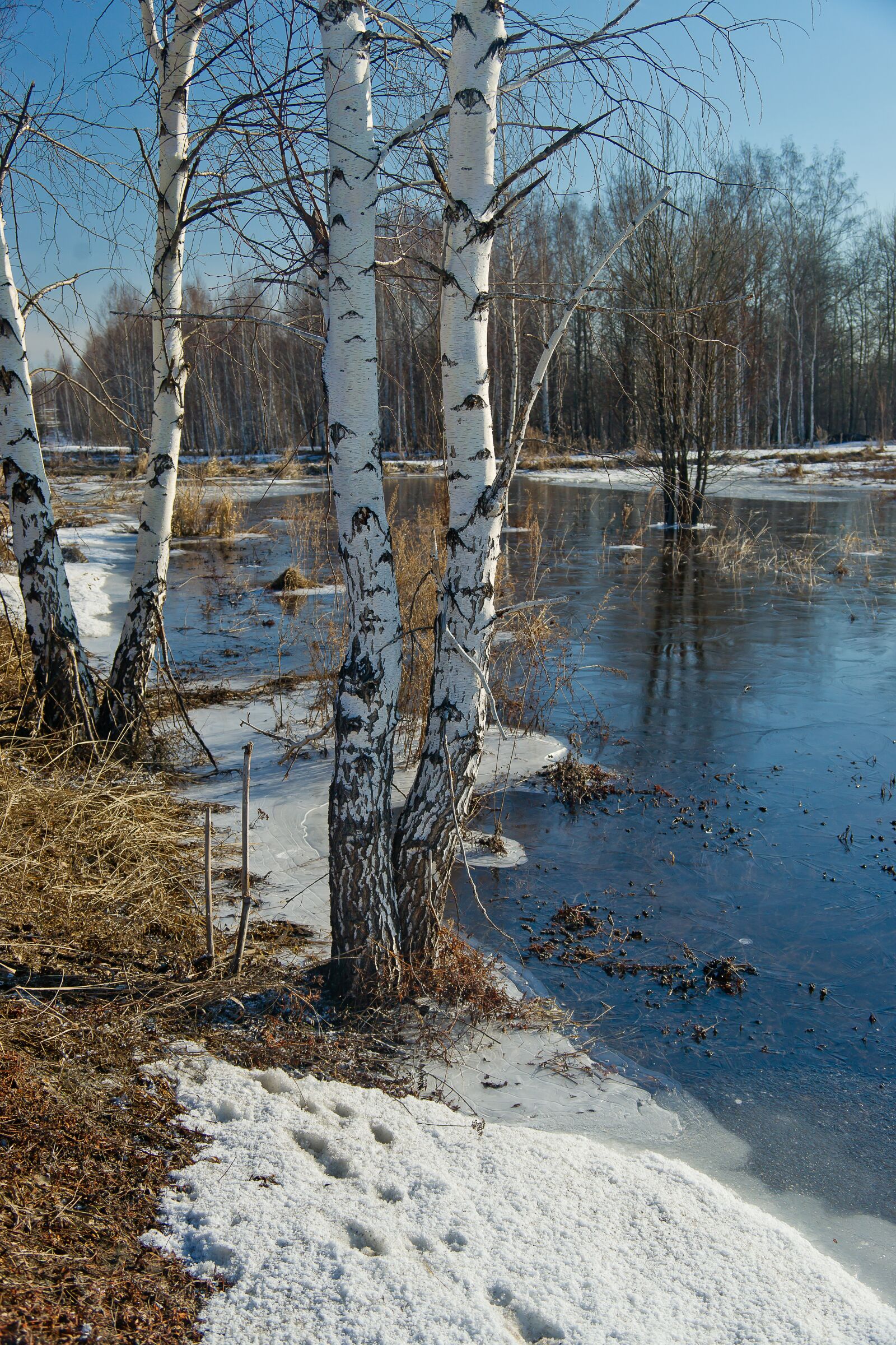 Sony Alpha DSLR-A850 sample photo. Nature, snow, sky photography