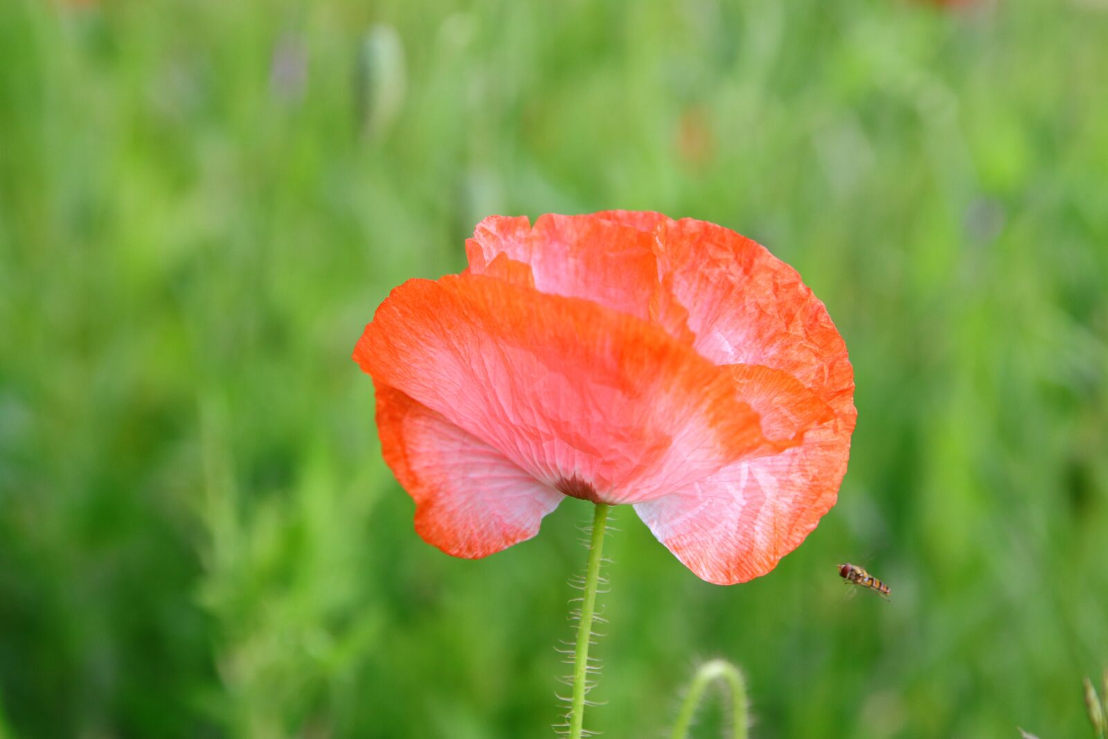 Canon EOS 80D + Canon EF 24-70mm F2.8L II USM sample photo. Poppy, tender, light red photography