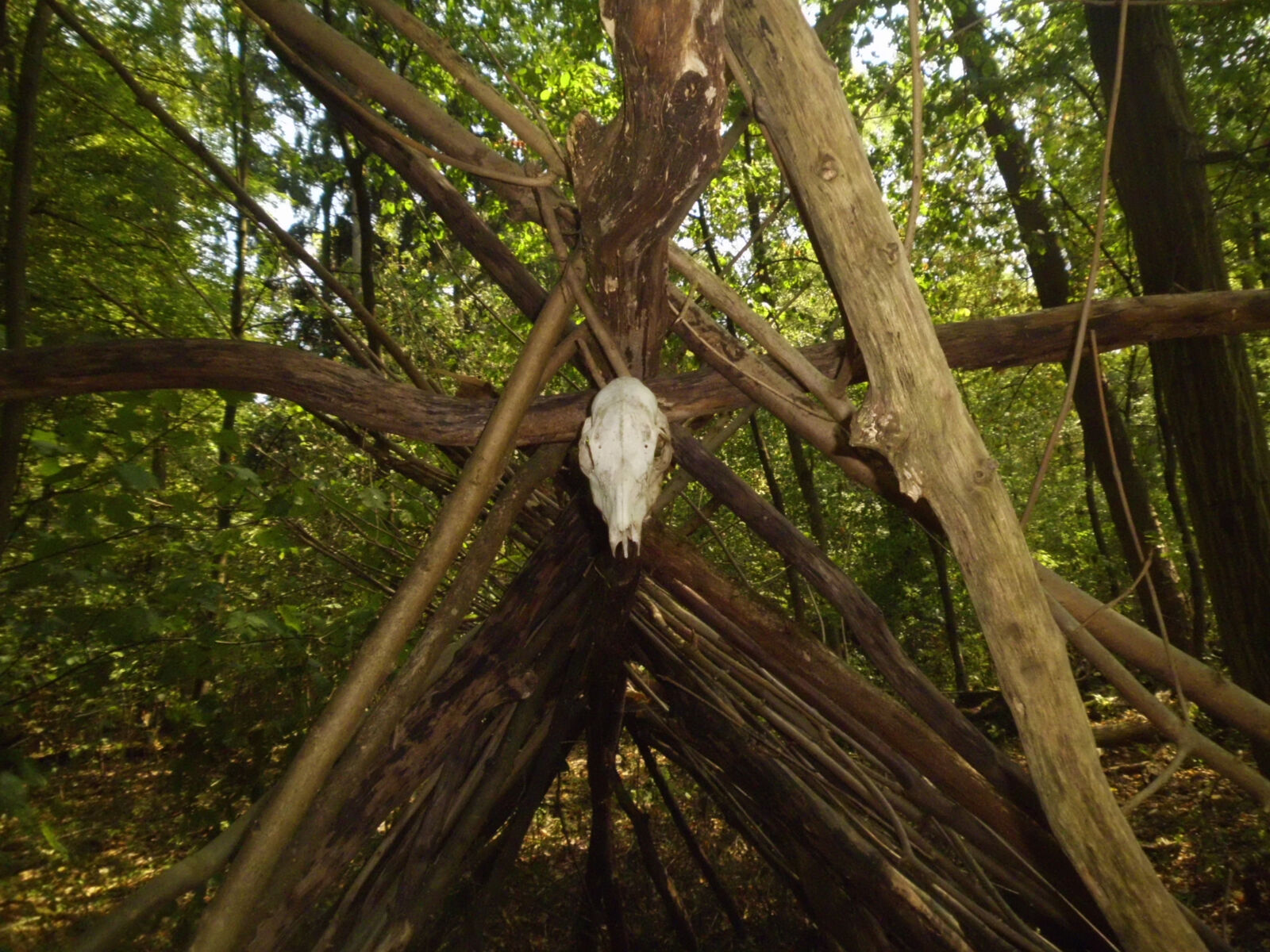 MEDION MD 86497 sample photo. Forest photography