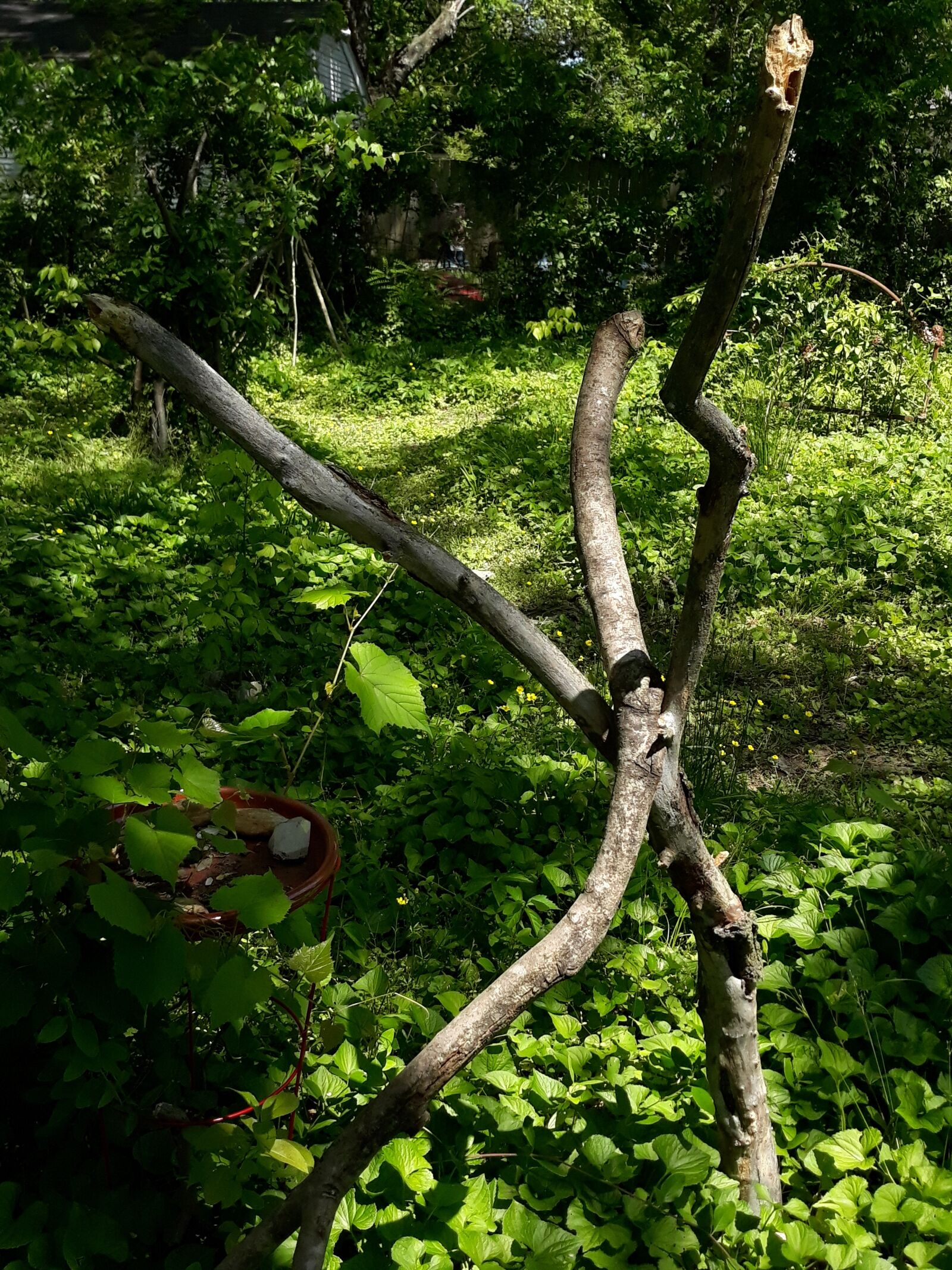 Samsung Galaxy J7 sample photo. Richmond, stick structure, sticks photography