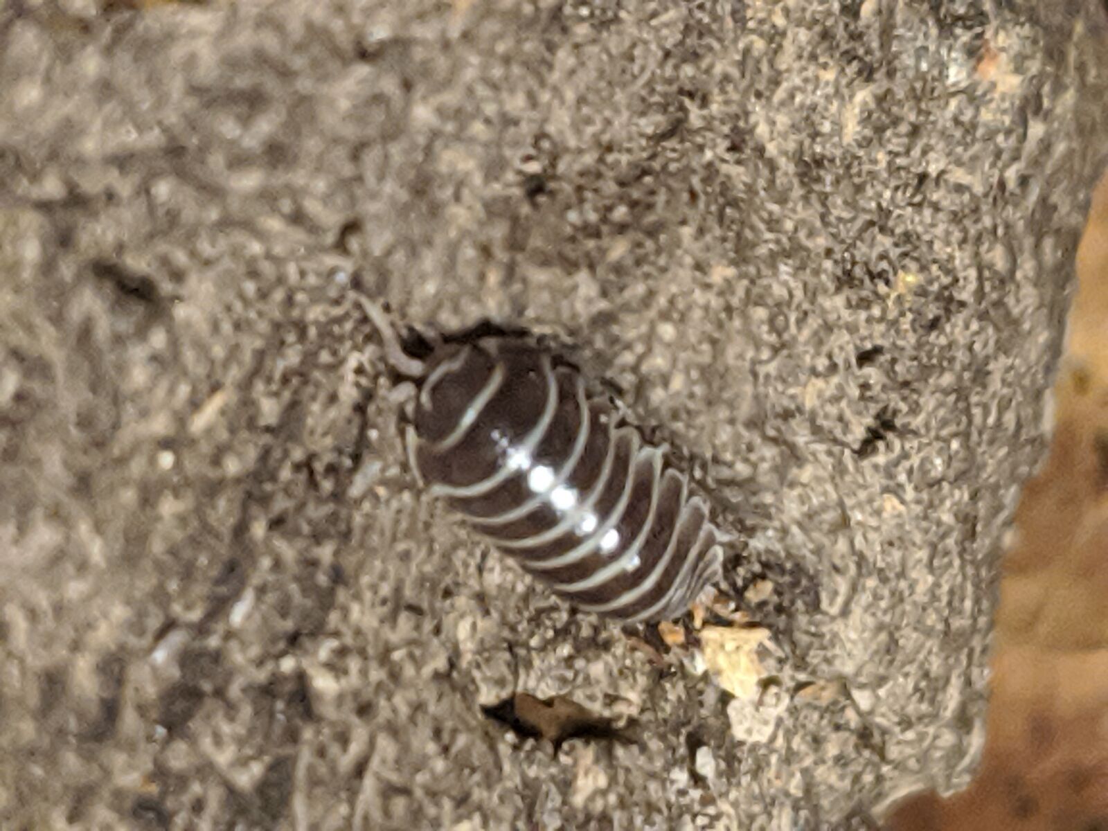 Google Pixel 2 XL sample photo. Isopods, armadillidium maculatum, zebra photography