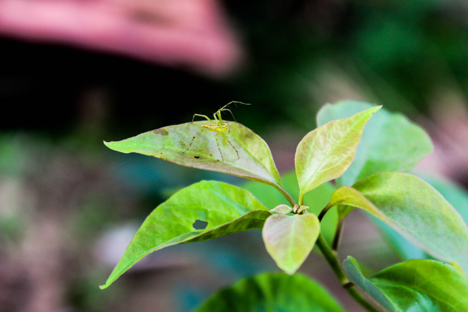 Canon EOS 1300D (EOS Rebel T6 / EOS Kiss X80) sample photo. Desktop, wallpaper, green, spider photography