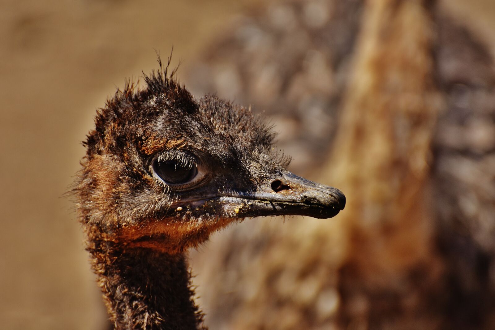 Nikon D7200 sample photo. Bouquet, young animal, ostrich photography