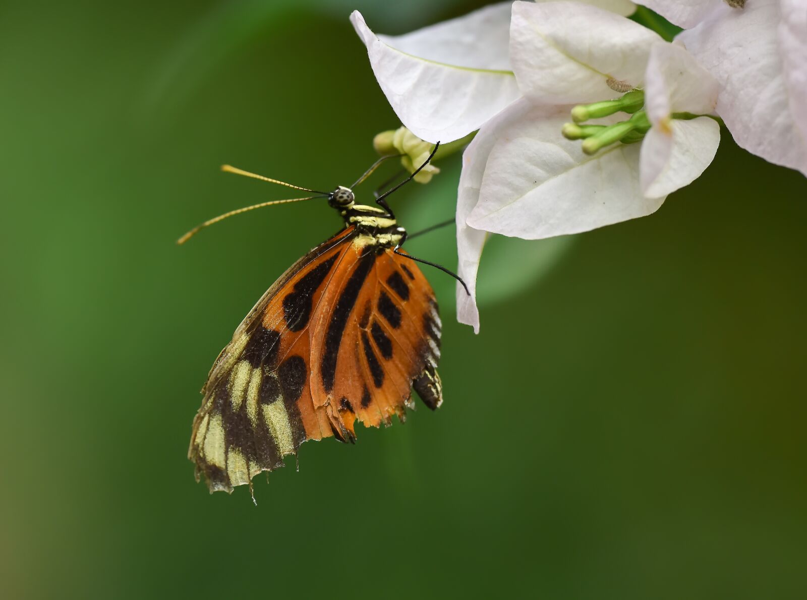 Nikon D810 sample photo. Kelebek, butterfly, böcek photography