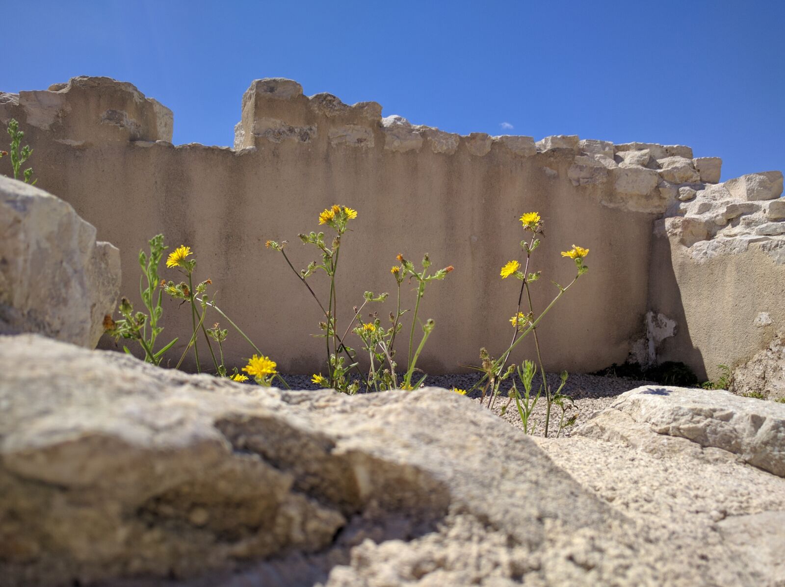 Google Nexus 6P sample photo. Flowers, flower, nature photography
