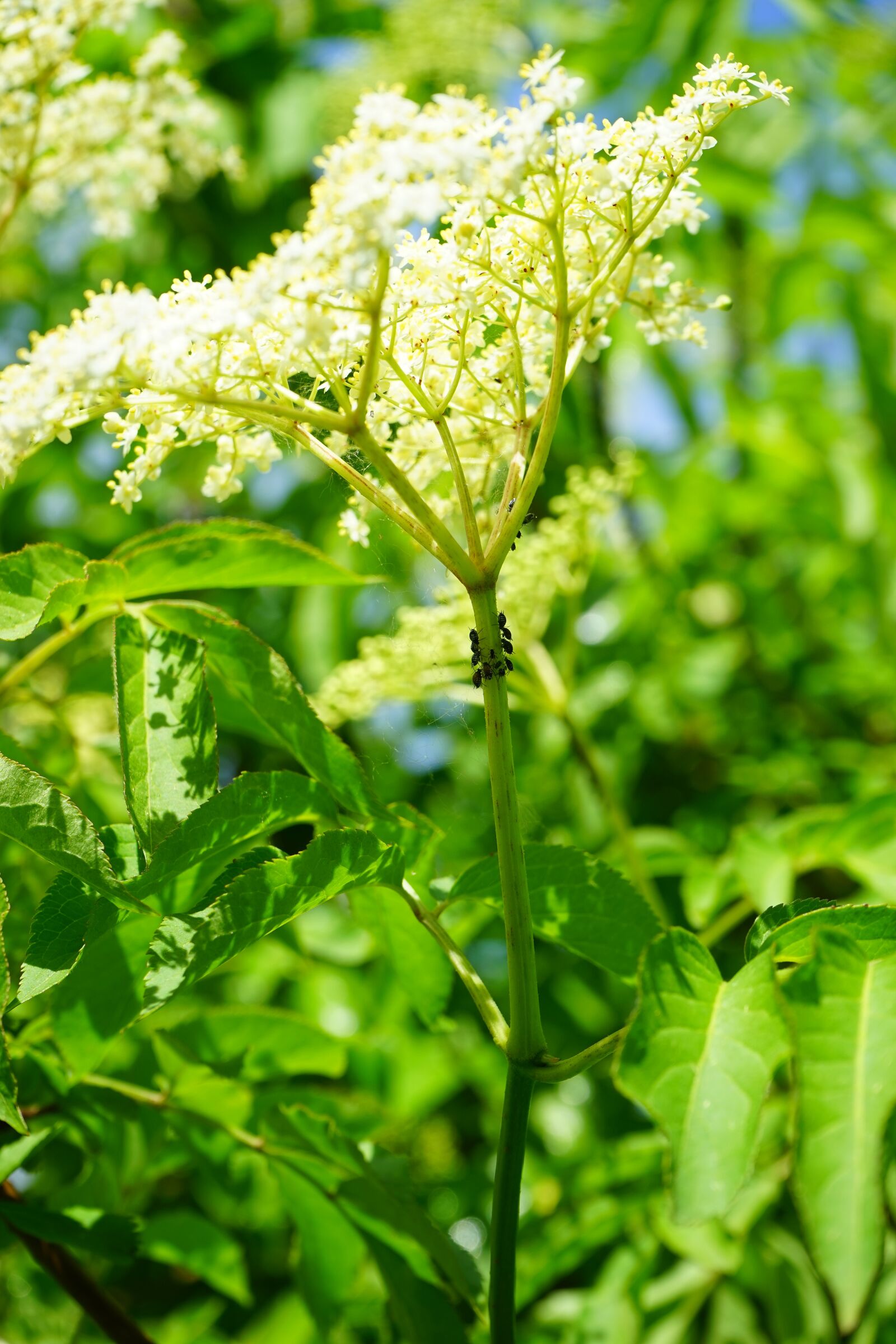 Sony a7 + Sony FE 28-70mm F3.5-5.6 OSS sample photo. Black holunderblattlaus, louse, aphid photography