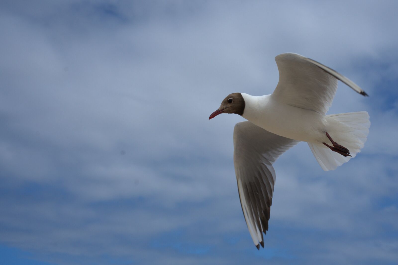 Sony FE 50mm F2.8 Macro sample photo. Seagull, flying, sky photography