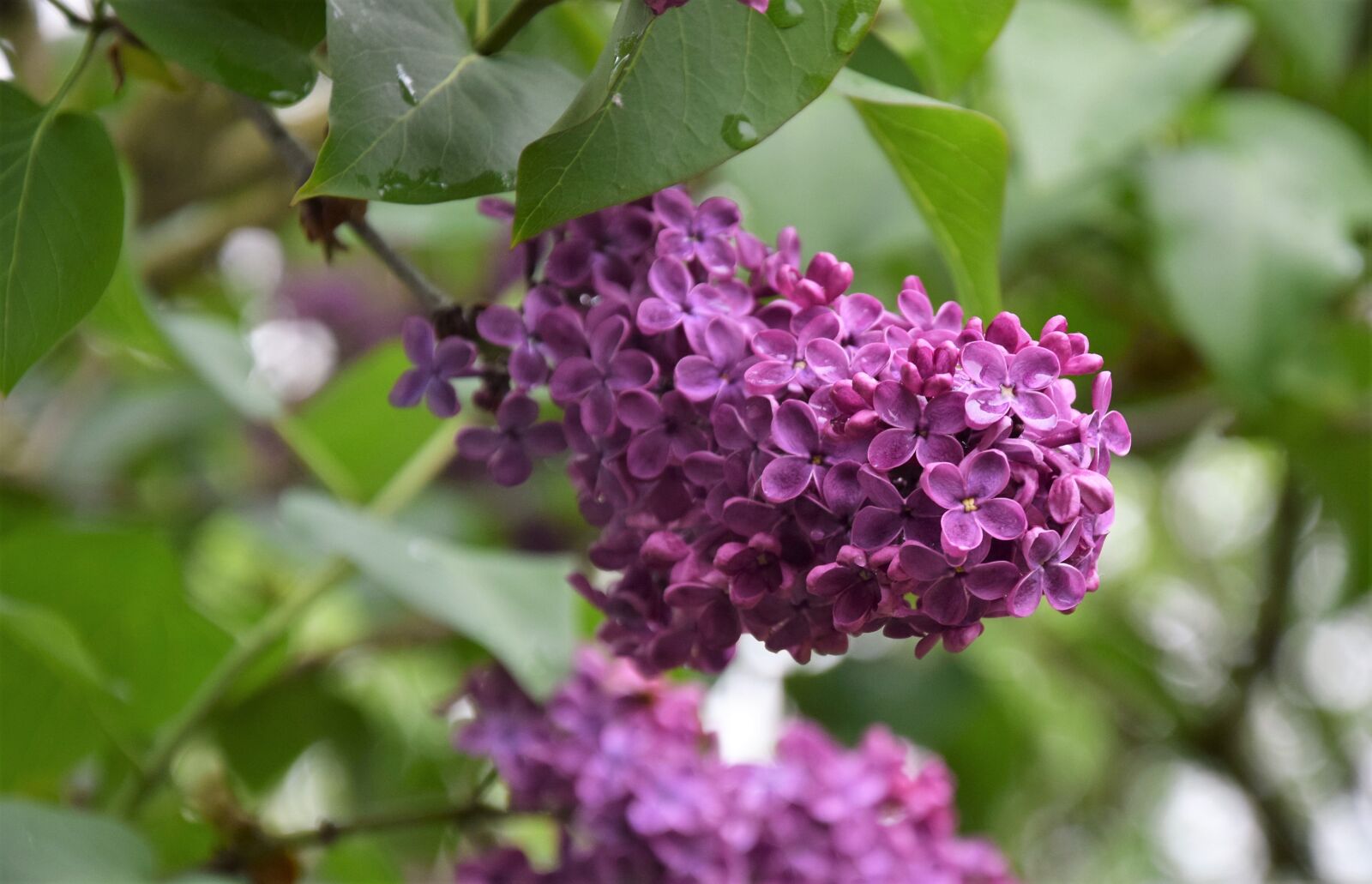 Nikon D5300 sample photo. Without, lilac, flower photography