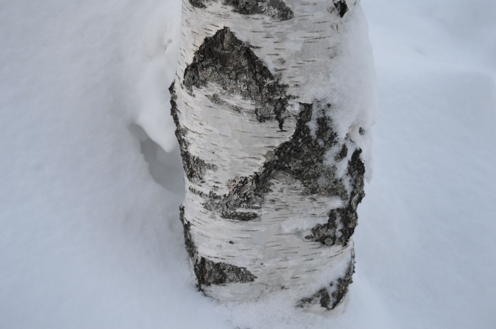 Nikon D3200 sample photo. White, tree, snow photography