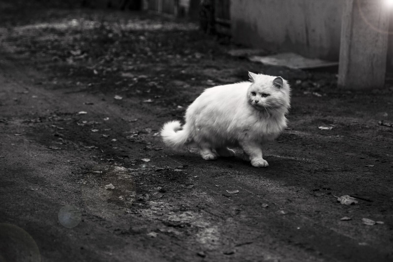 Canon EOS 7D sample photo. Cat, animal, pet photography
