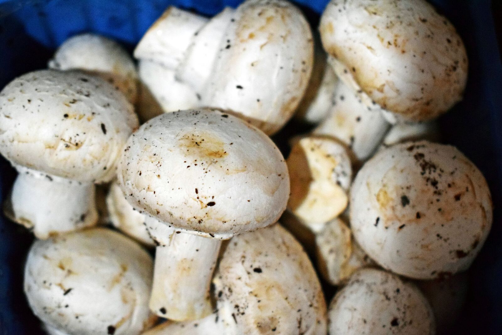 Nikon D3300 sample photo. Mushroom, food, nature photography