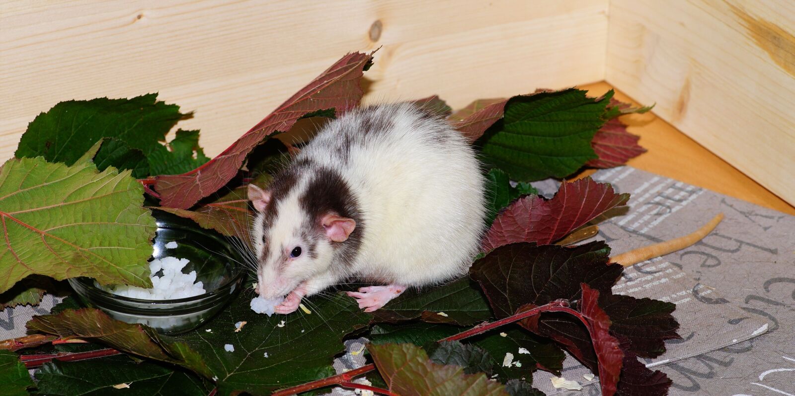 Sony a99 II sample photo. Rat, color rat, rodent photography