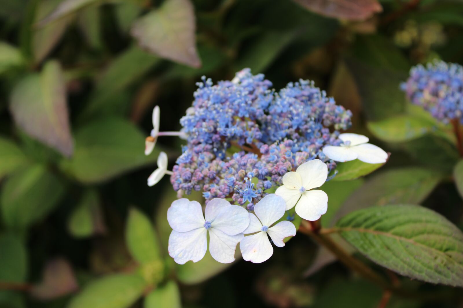 Canon EOS 2000D (EOS Rebel T7 / EOS Kiss X90 / EOS 1500D) sample photo. Blossom, bloom, purple photography
