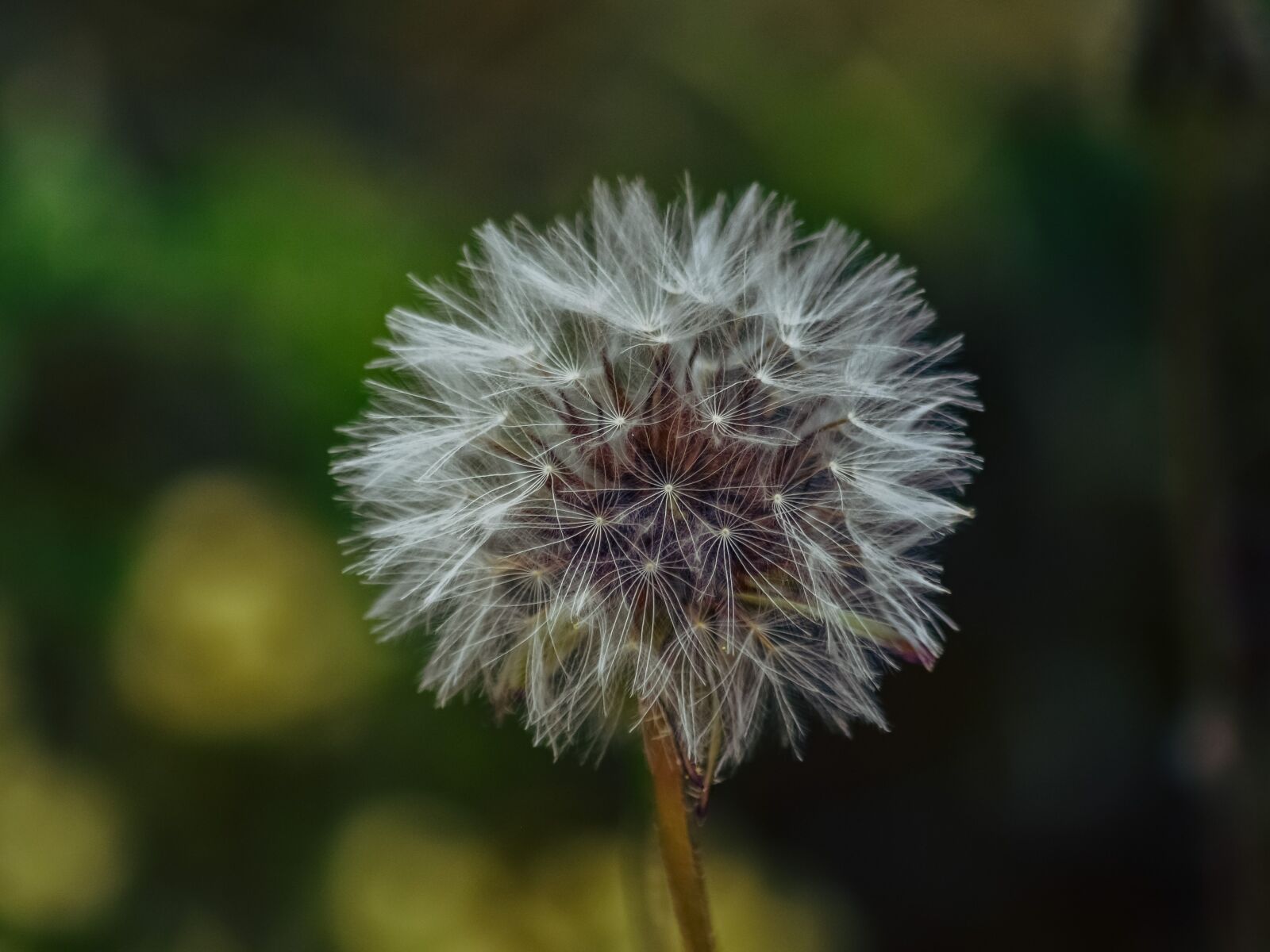 Nikon D3300 sample photo. Flora, dandelion, nature photography