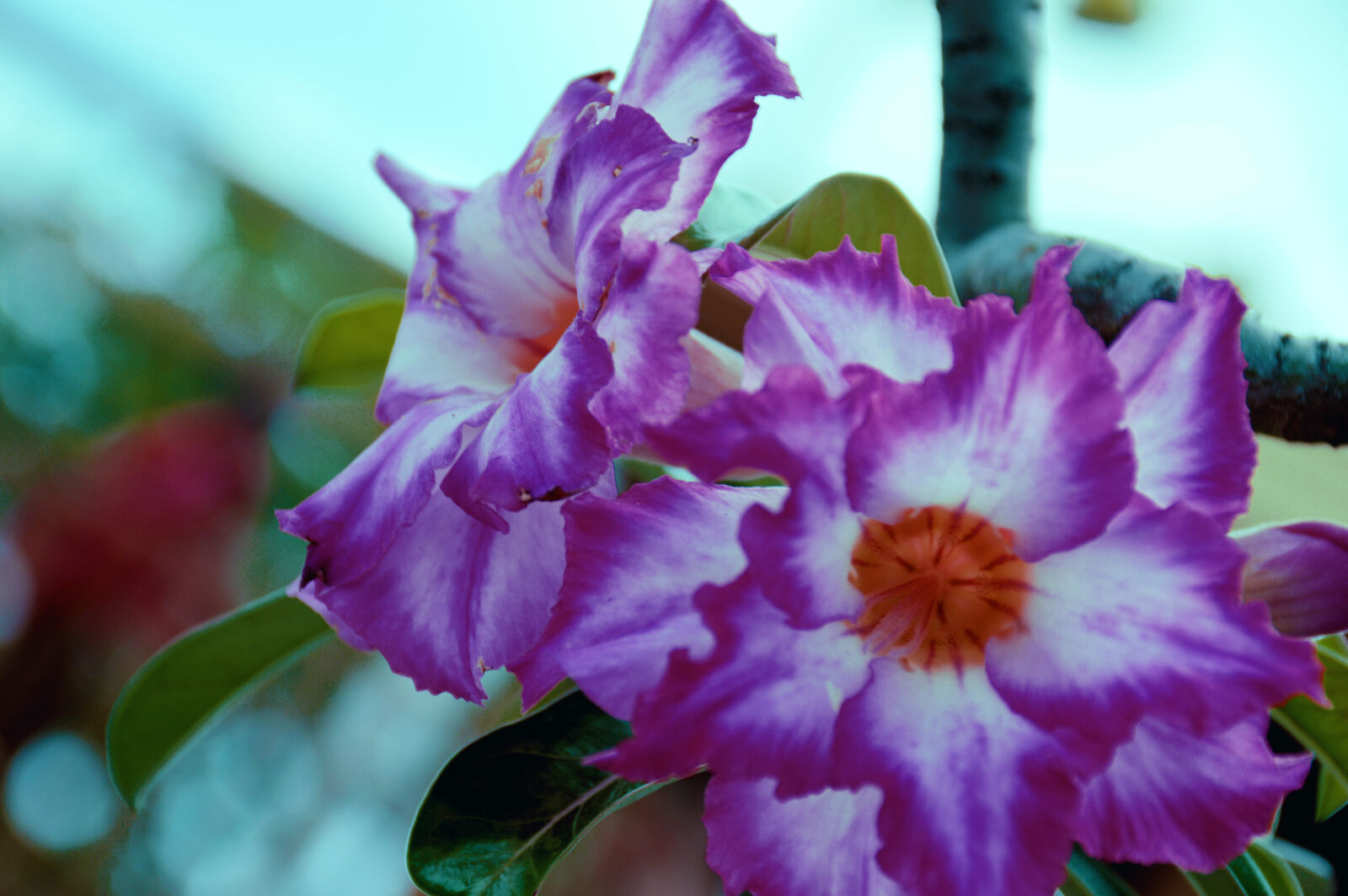 Nikon D3200 sample photo. Beautiful, flowers, cool, indonesia photography