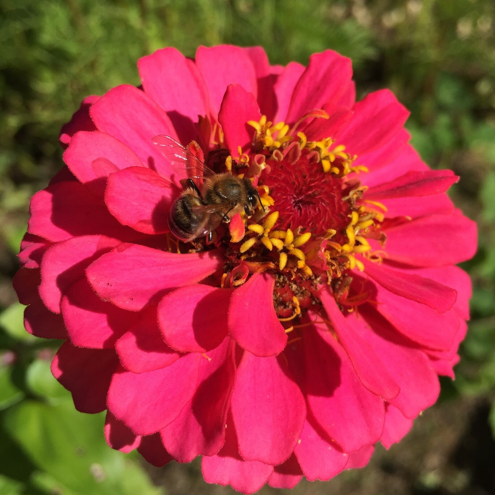 iPhone 6 Plus back camera 4.15mm f/2.2 sample photo. Zinnia, bee, honeybee photography