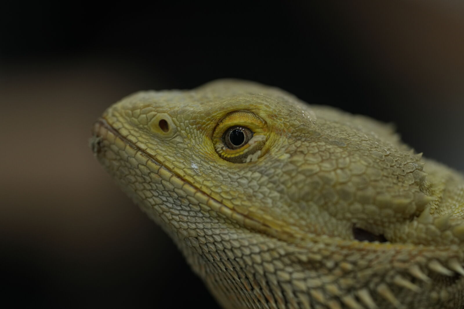 Sony a7R V sample photo