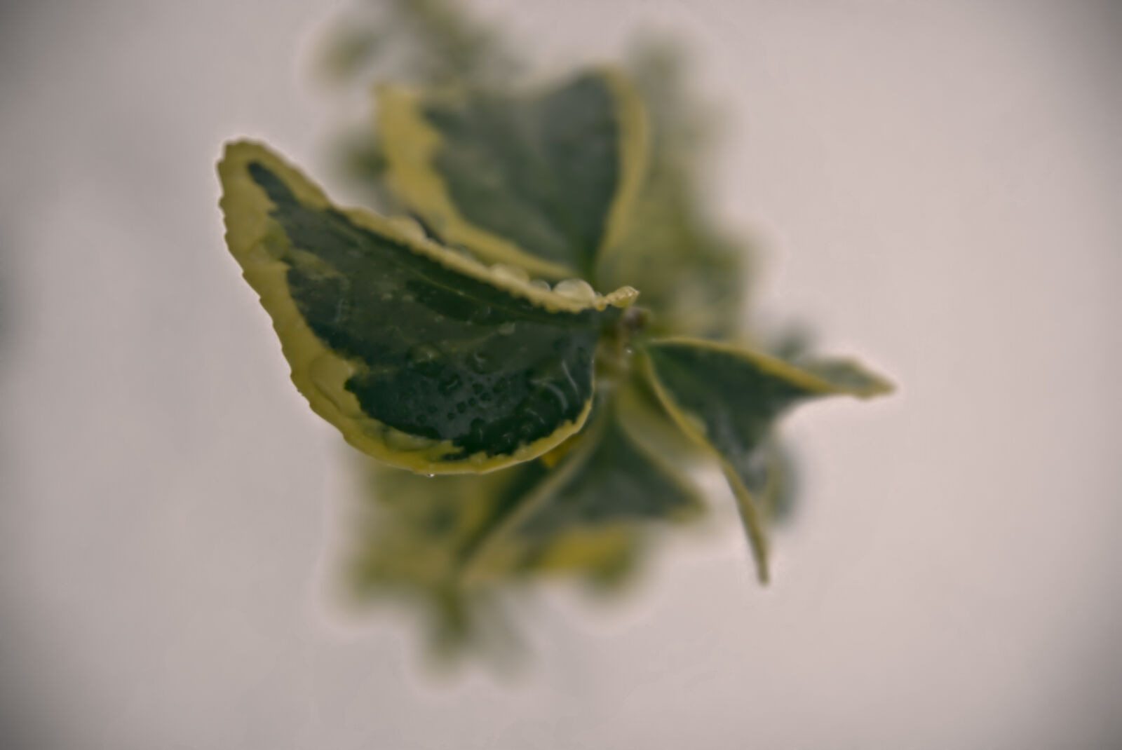 Sony a6000 sample photo. Backyard, beauty, close, up photography
