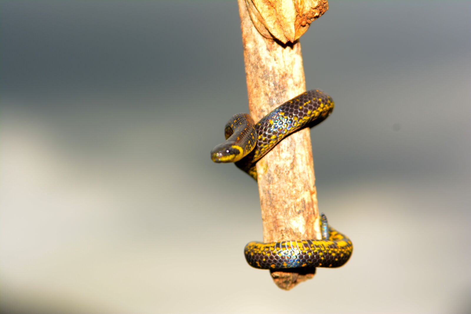 Nikon D5200 sample photo. Snake, garden, reptile photography