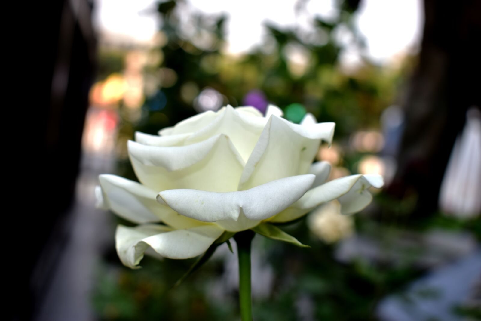 Nikon D5600 sample photo. Rosa, flowers, garden photography