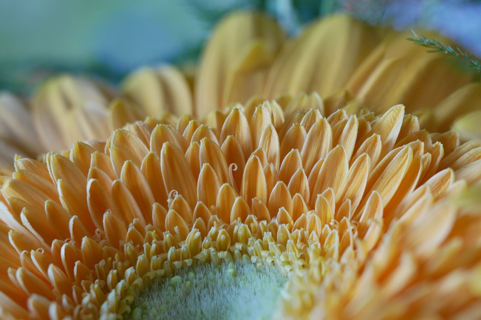 Panasonic Lumix DMC-G85 (Lumix DMC-G80) sample photo. Flower, gerbera, yellow photography