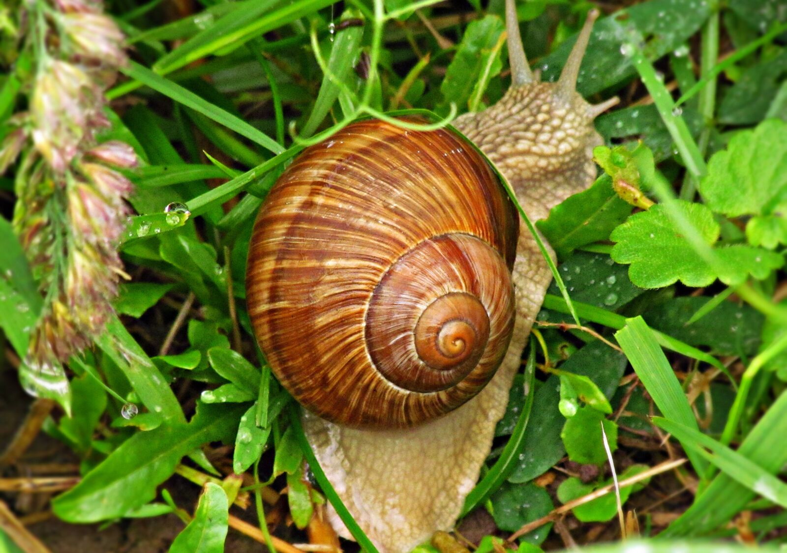 Canon PowerShot SX30 IS sample photo. Snail, cottage, seashell photography
