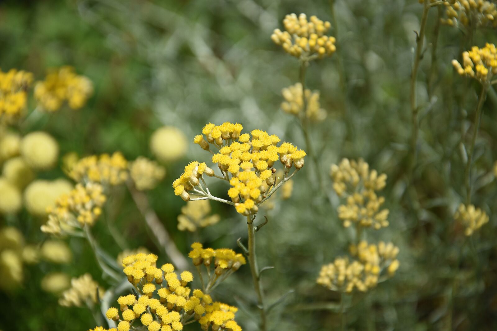 Nikon D3400 sample photo. Flower, yellow, blossom photography