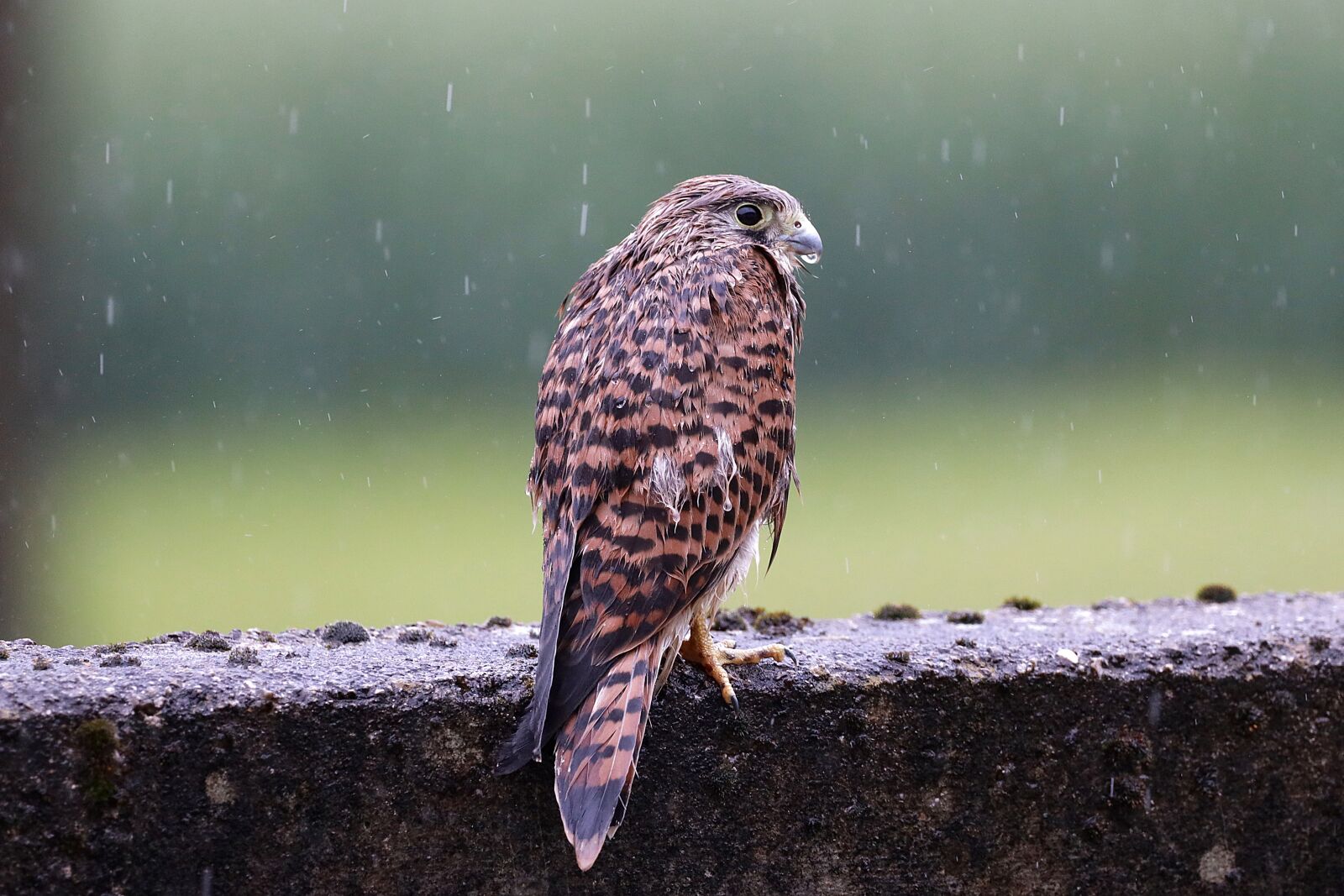150-600mm F5-6.3 DG OS HSM | Contemporary 015 sample photo. Falcon, young hawk, rain photography