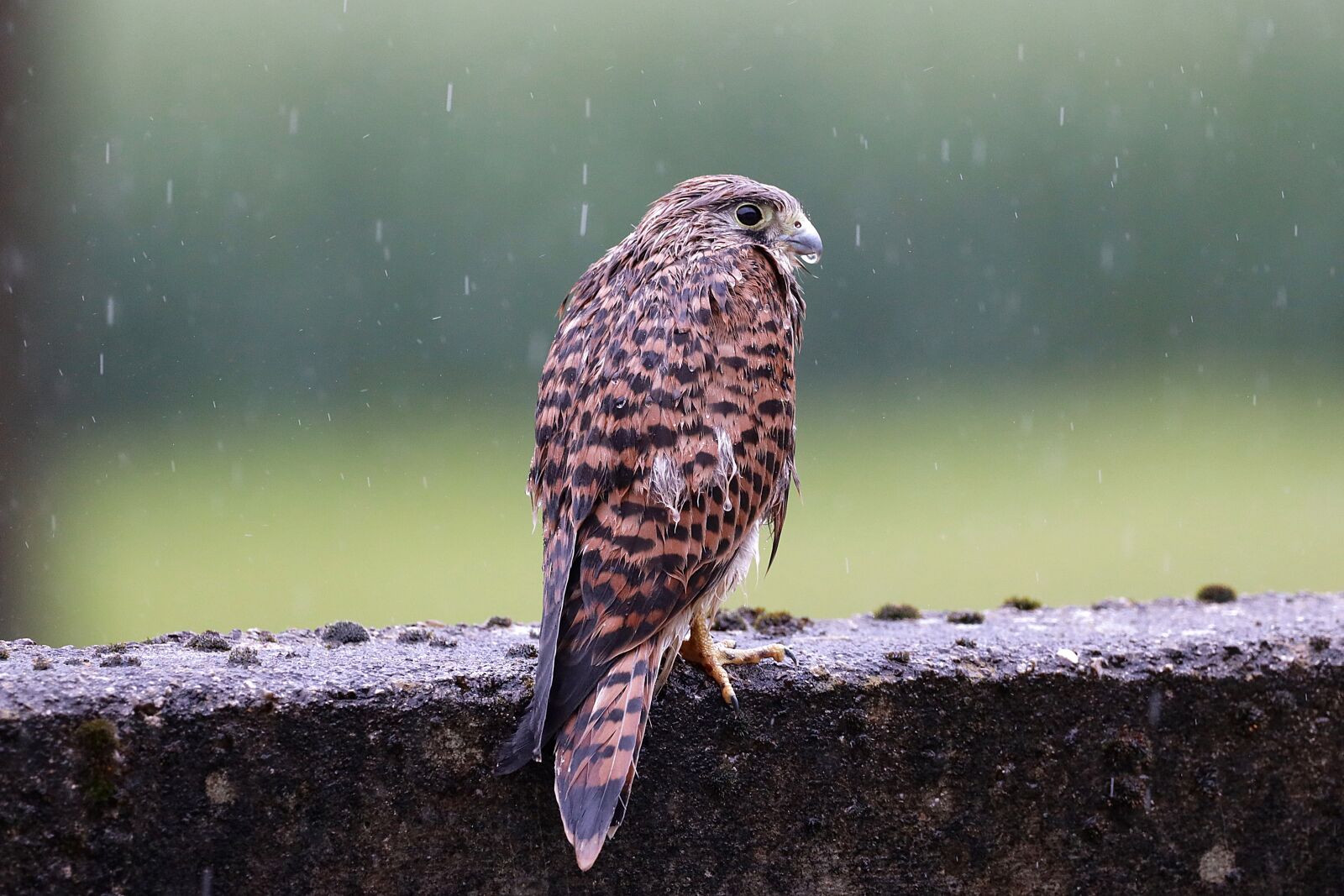 Canon EOS R + 150-600mm F5-6.3 DG OS HSM | Contemporary 015 sample photo. Falcon, young hawk, rain photography