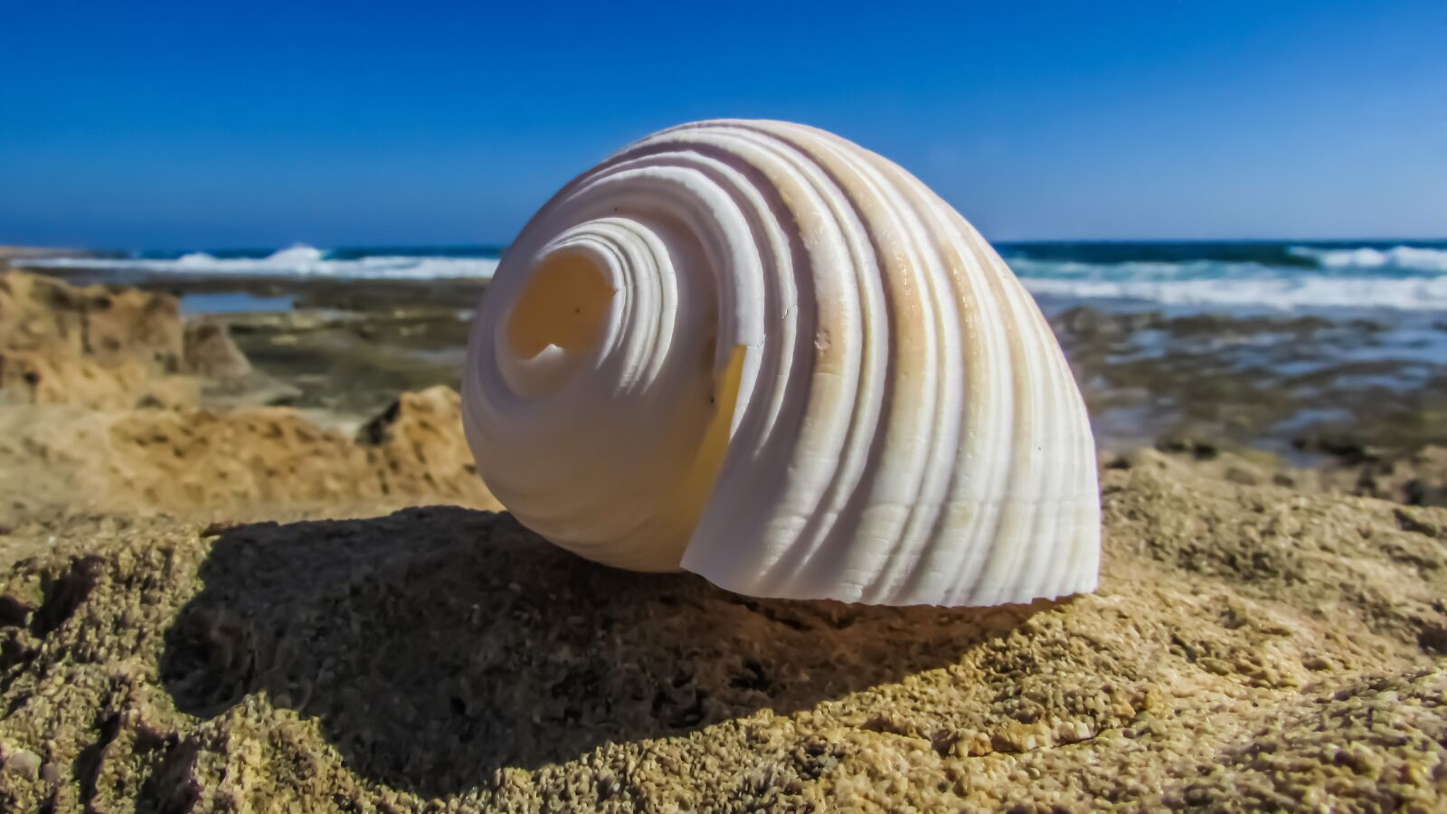 Canon PowerShot SX400 IS sample photo. Shell, beach, sea photography