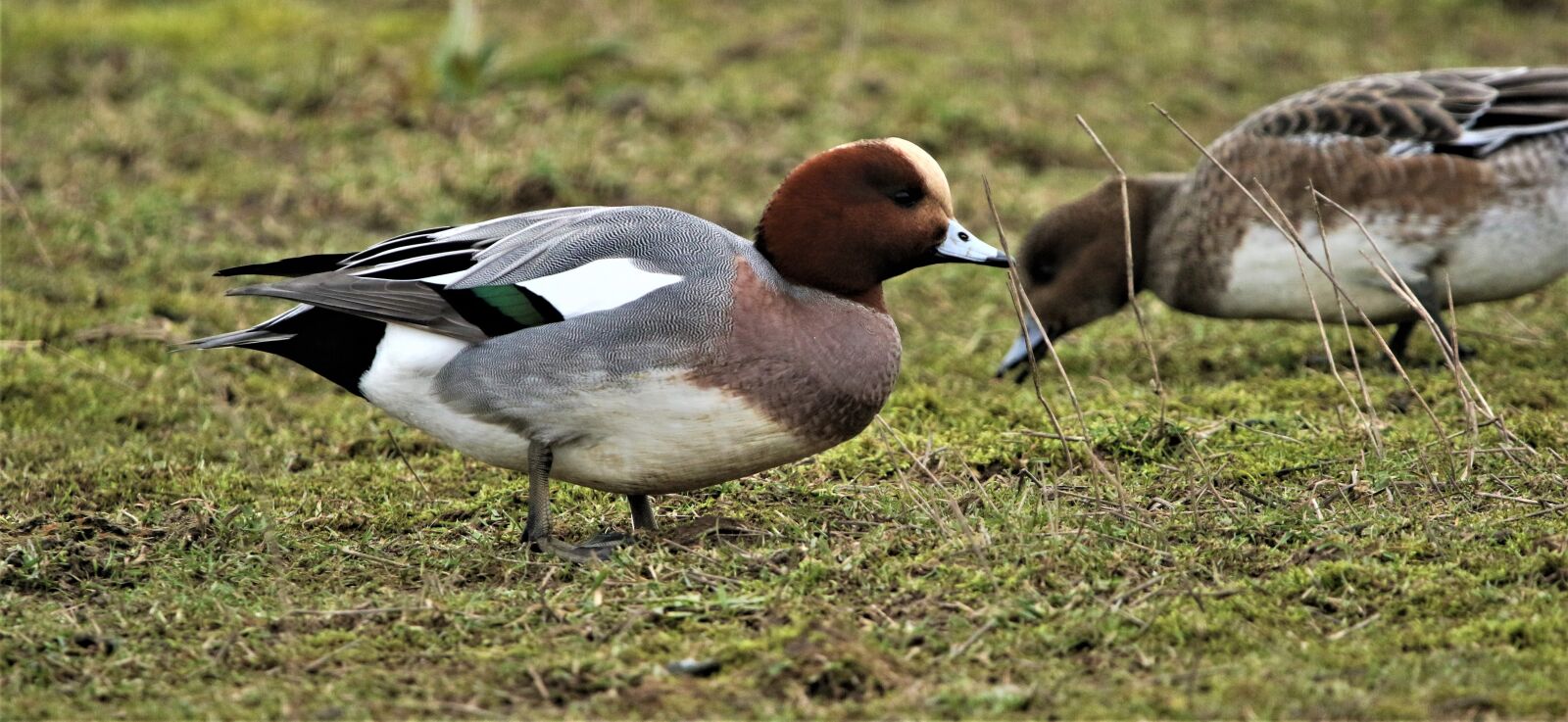 150-600mm F5-6.3 DG OS HSM | Contemporary 015 sample photo. Bird, waterbird, wildlife photography