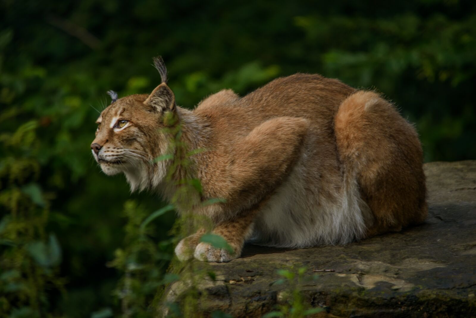 Nikon D800E sample photo. Lynx, eurasischer lynx, hunter photography