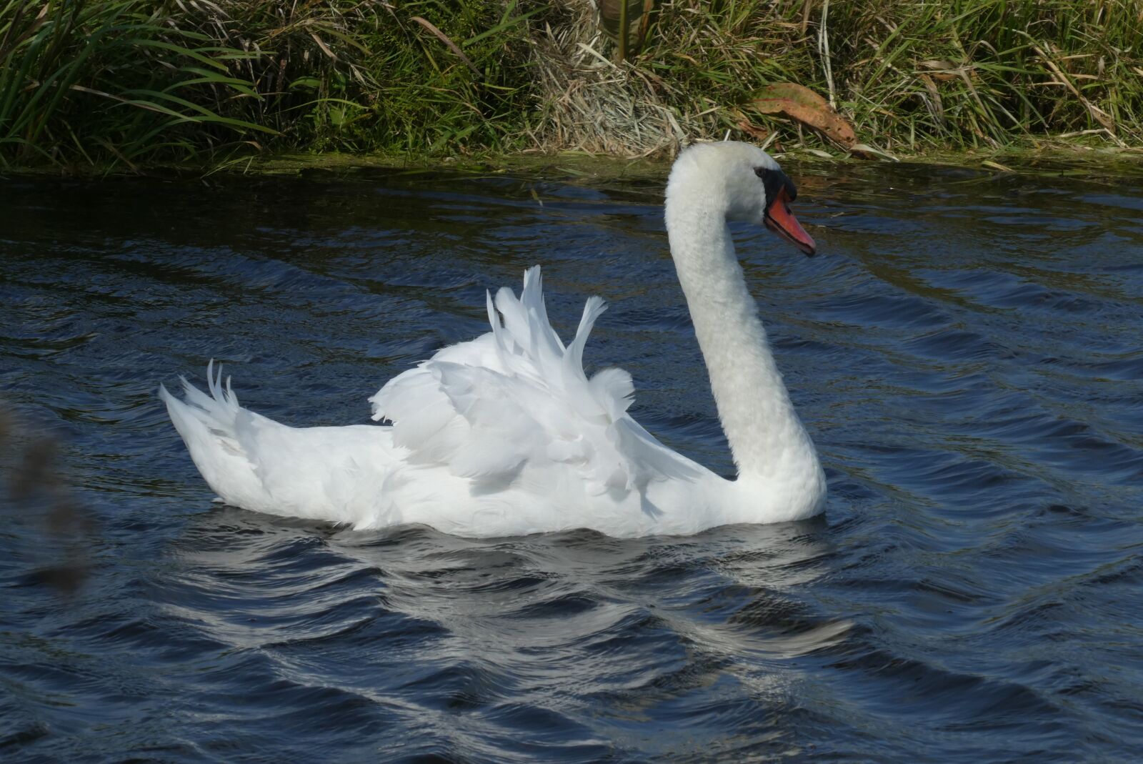 Panasonic Lumix DC-ZS70 (Lumix DC-TZ90) sample photo. Swan, feathers, white photography