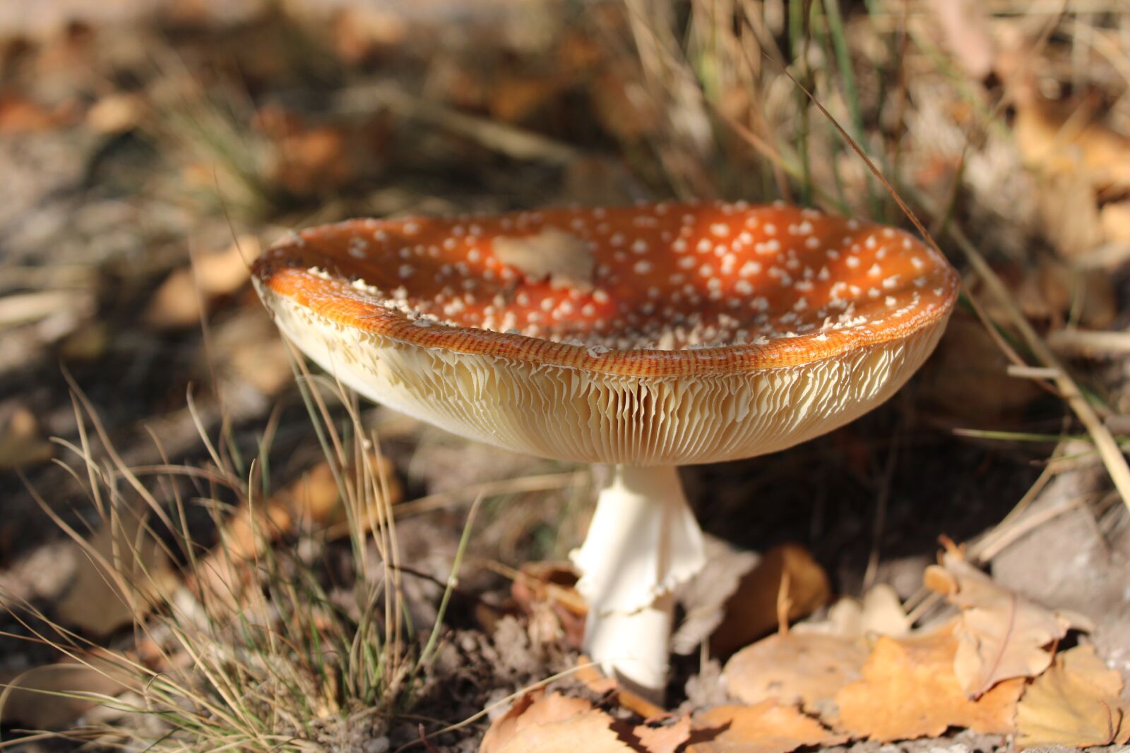 Canon EOS 2000D (EOS Rebel T7 / EOS Kiss X90 / EOS 1500D) sample photo. Mushroom, nature, toxic photography