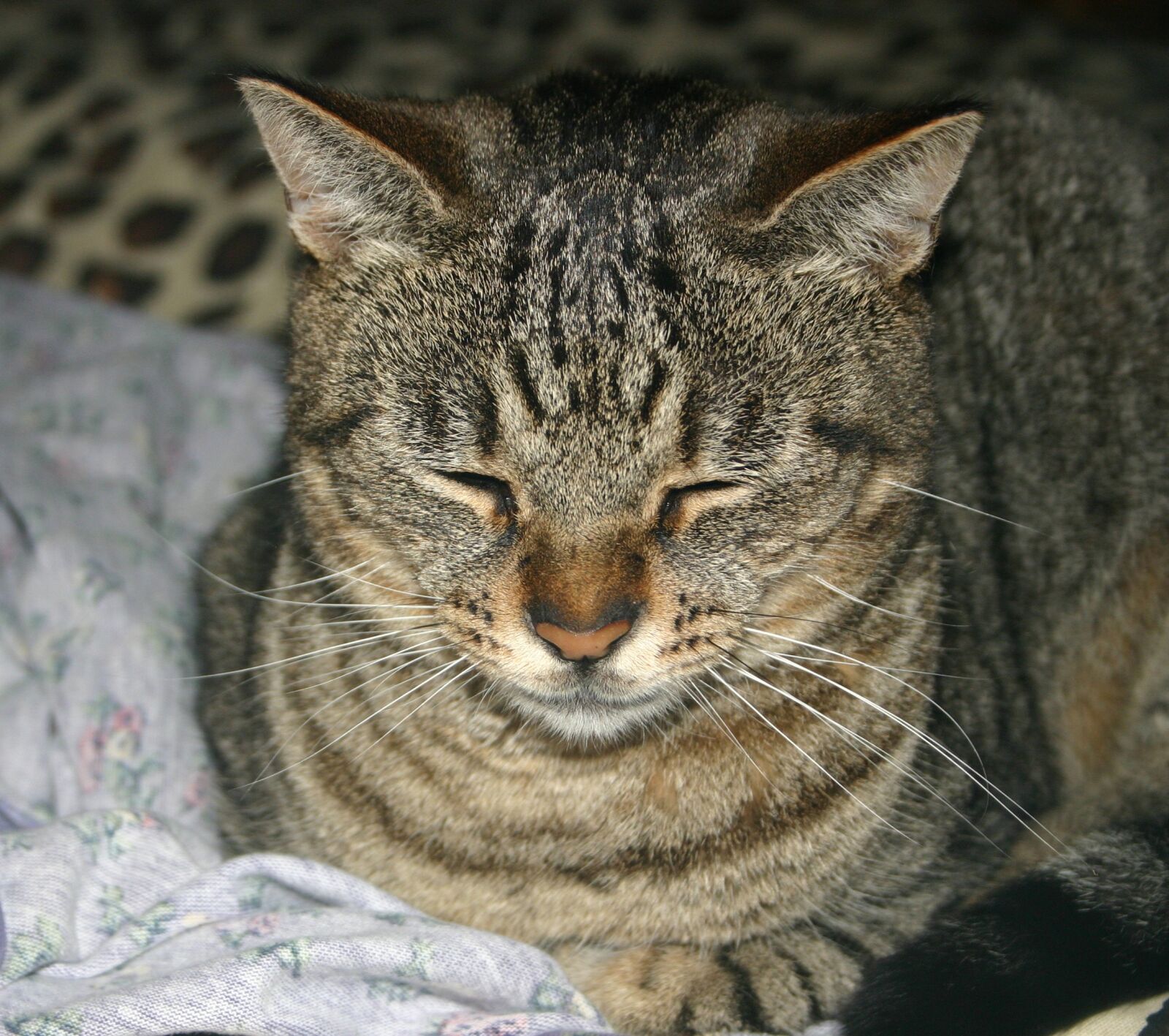 Canon EOS 300D (EOS Digital Rebel / EOS Kiss Digital) sample photo. Buddy, cat, animal photography