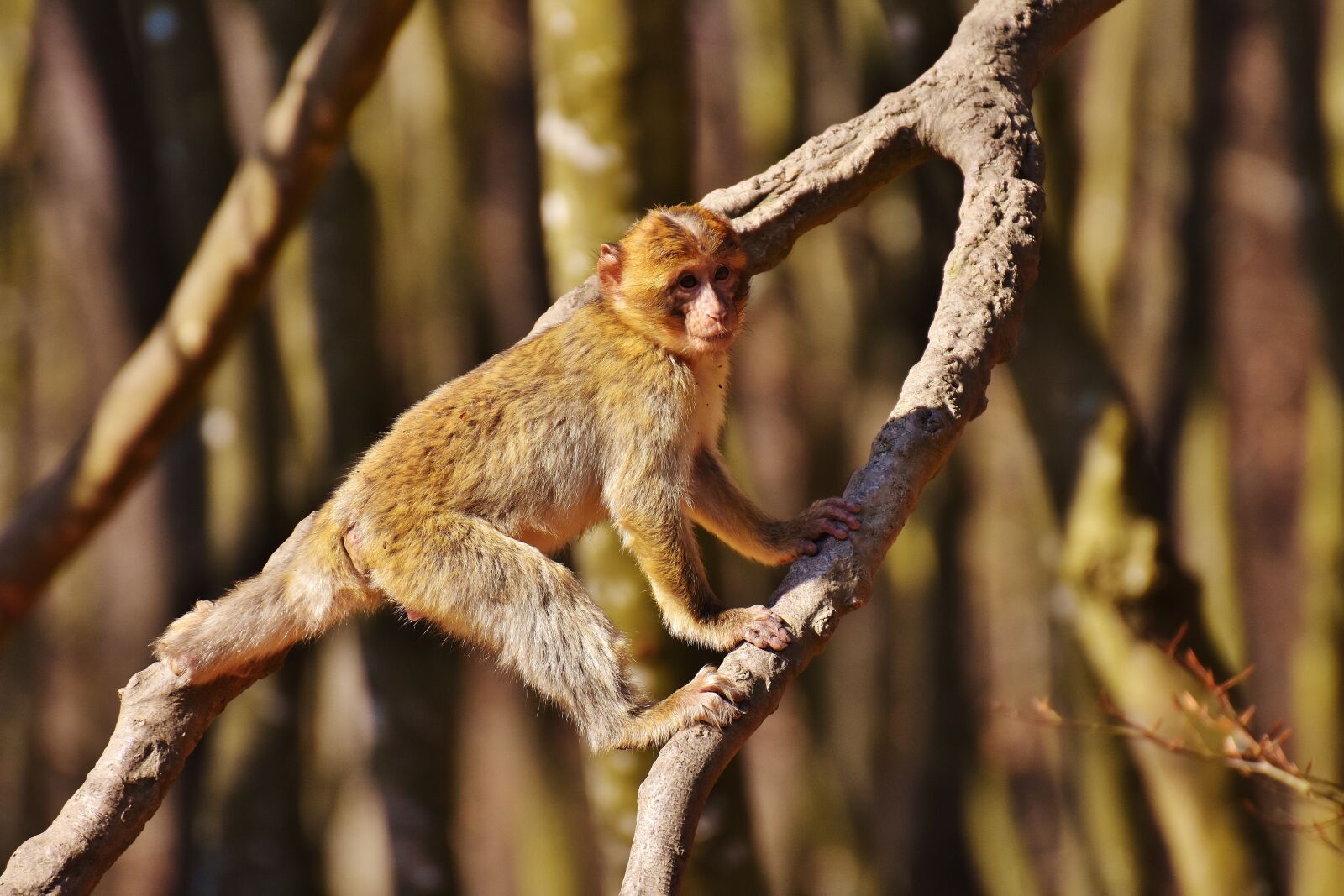 Nikon D7200 sample photo. Barbary ape, play, cute photography
