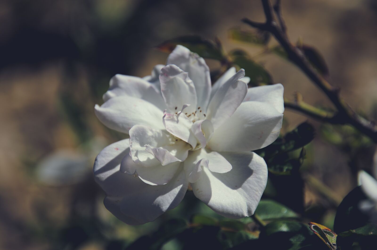 Nikon D7000 sample photo. Flower, white, rose photography
