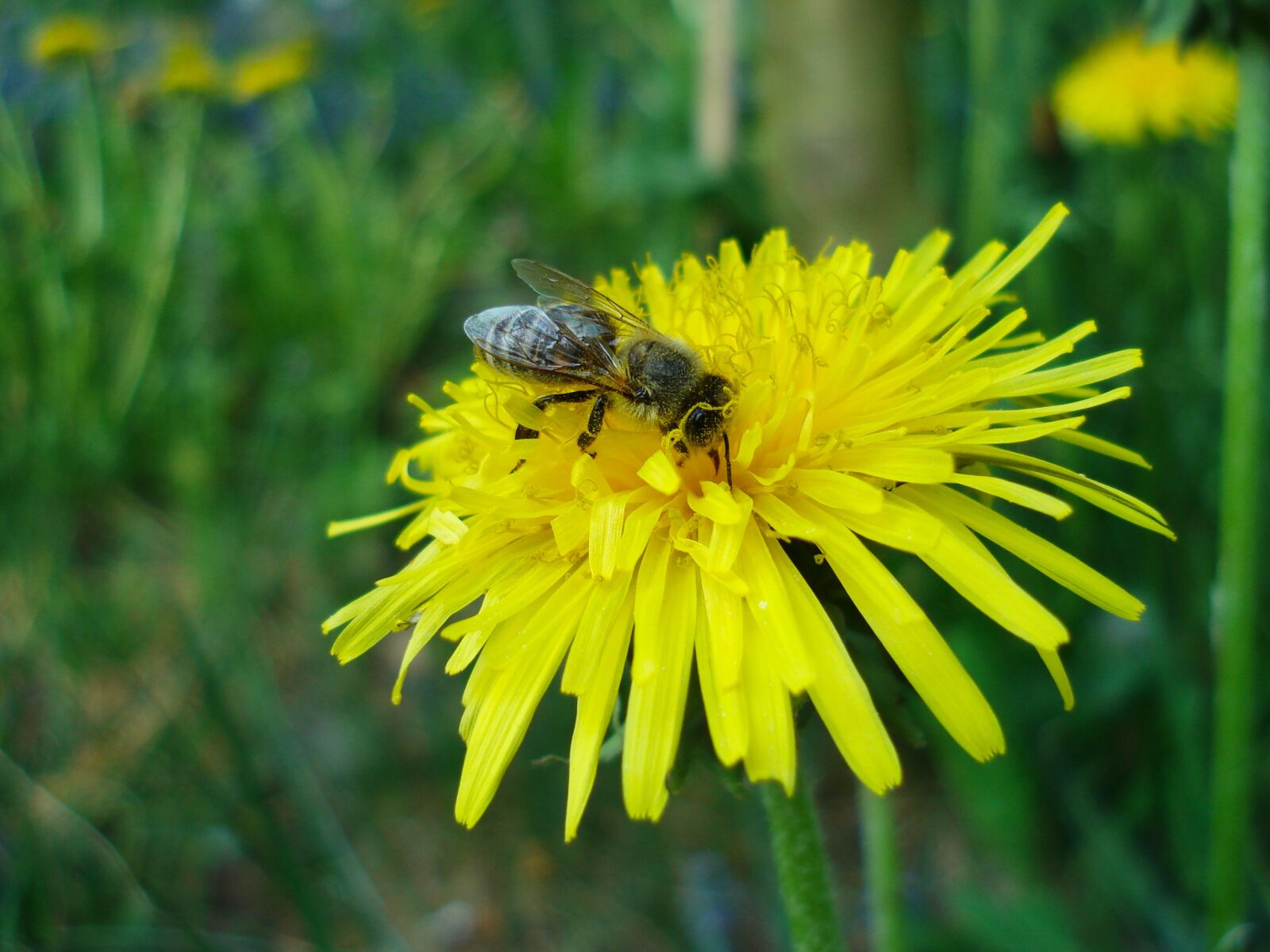 Sony DSC-W40 sample photo. Dandelion, bee, yellow photography