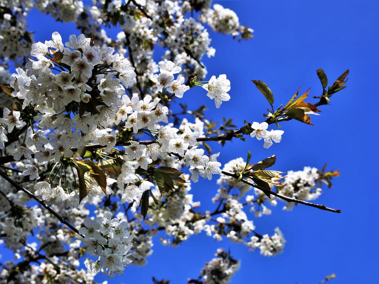 Canon EOS 80D sample photo. Spring, flower, tree photography
