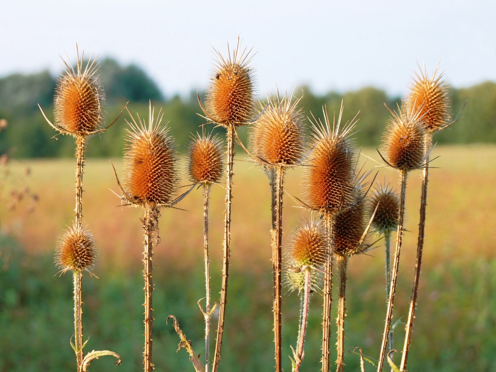 Fujifilm FinePix S100fs sample photo. Forest christmas, dipsacus fullonum photography