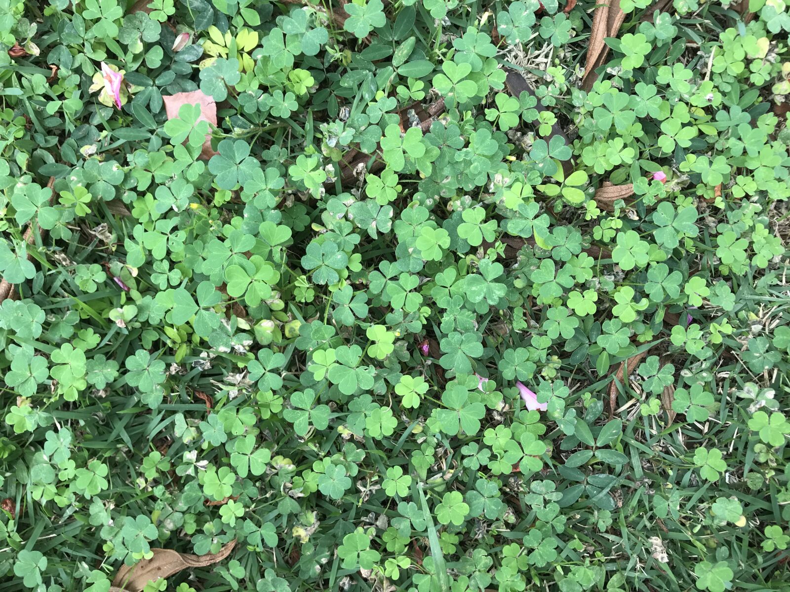 iPhone 7 back camera 3.99mm f/1.8 sample photo. Clover, green, texture photography