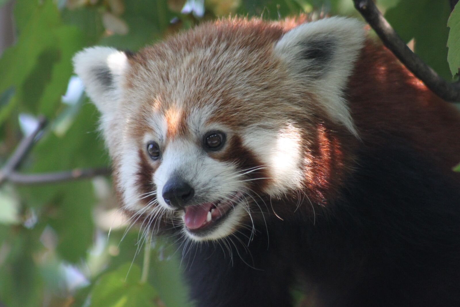 Canon EOS 500D (EOS Rebel T1i / EOS Kiss X3) sample photo. Panda, panda bear, mammal photography