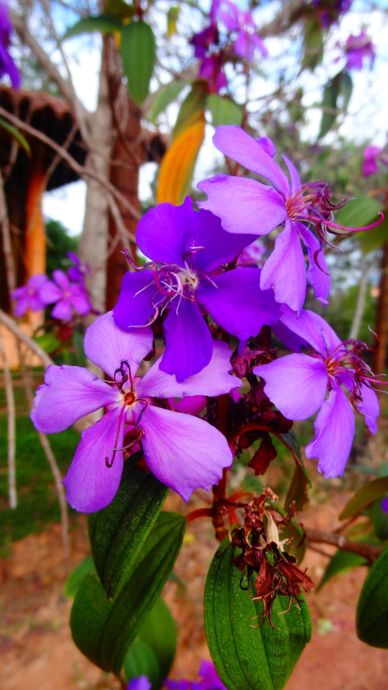 Sony Cyber-shot DSC-HX10V sample photo. Flower, nature, purple photography