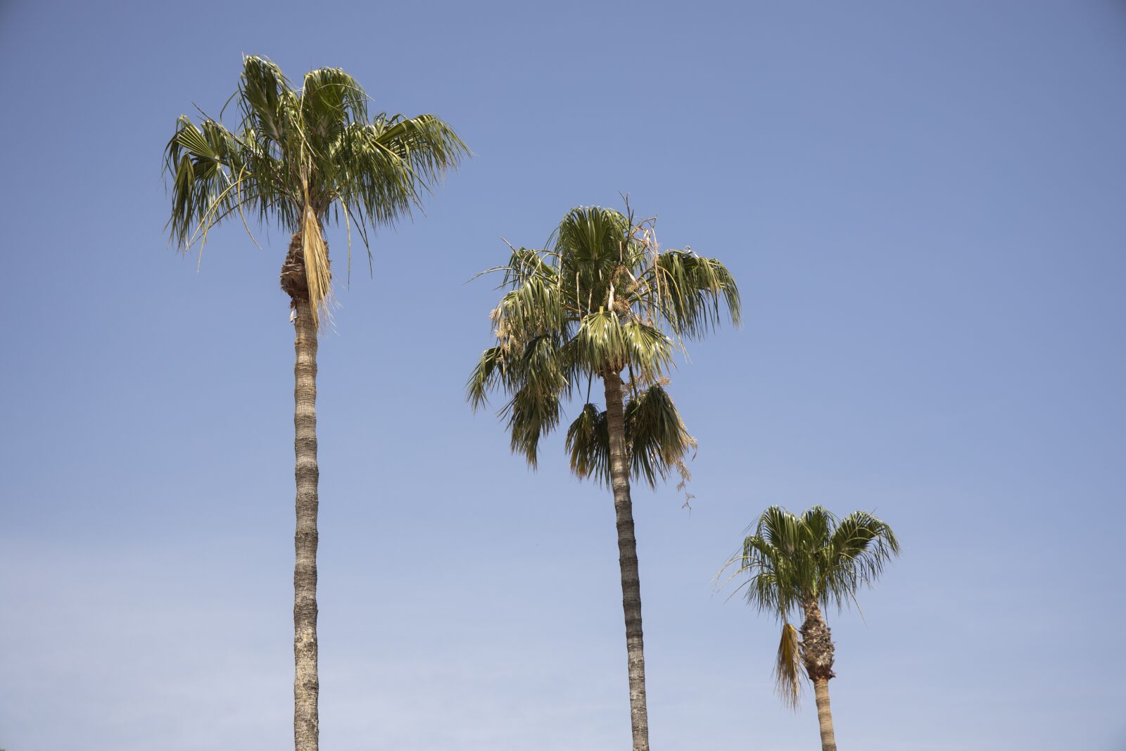 Canon RF 24-105mm F4L IS USM sample photo. Palm, tree, blue photography