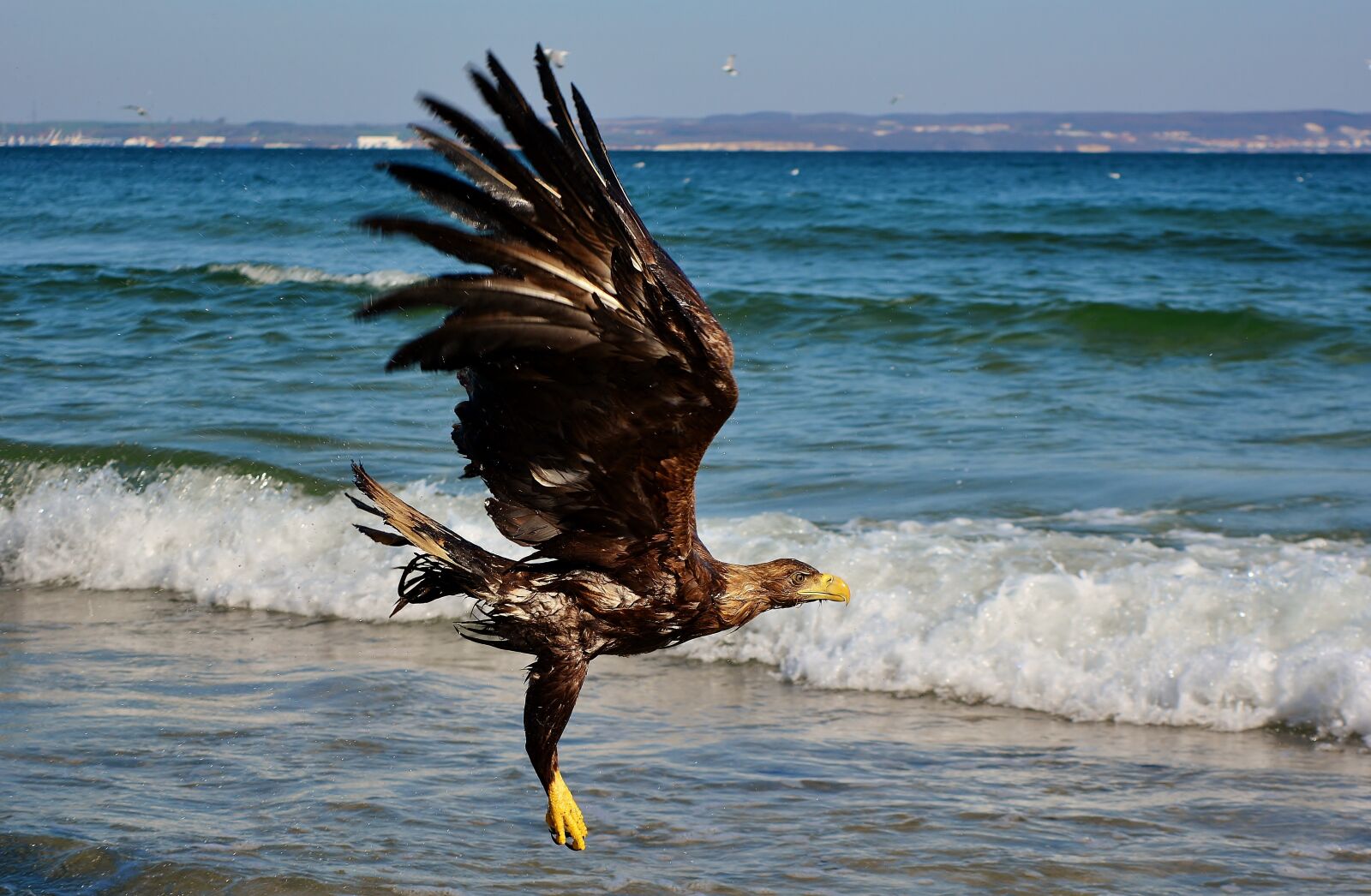 Nikon D5200 sample photo. White tailed eagle, baltic photography