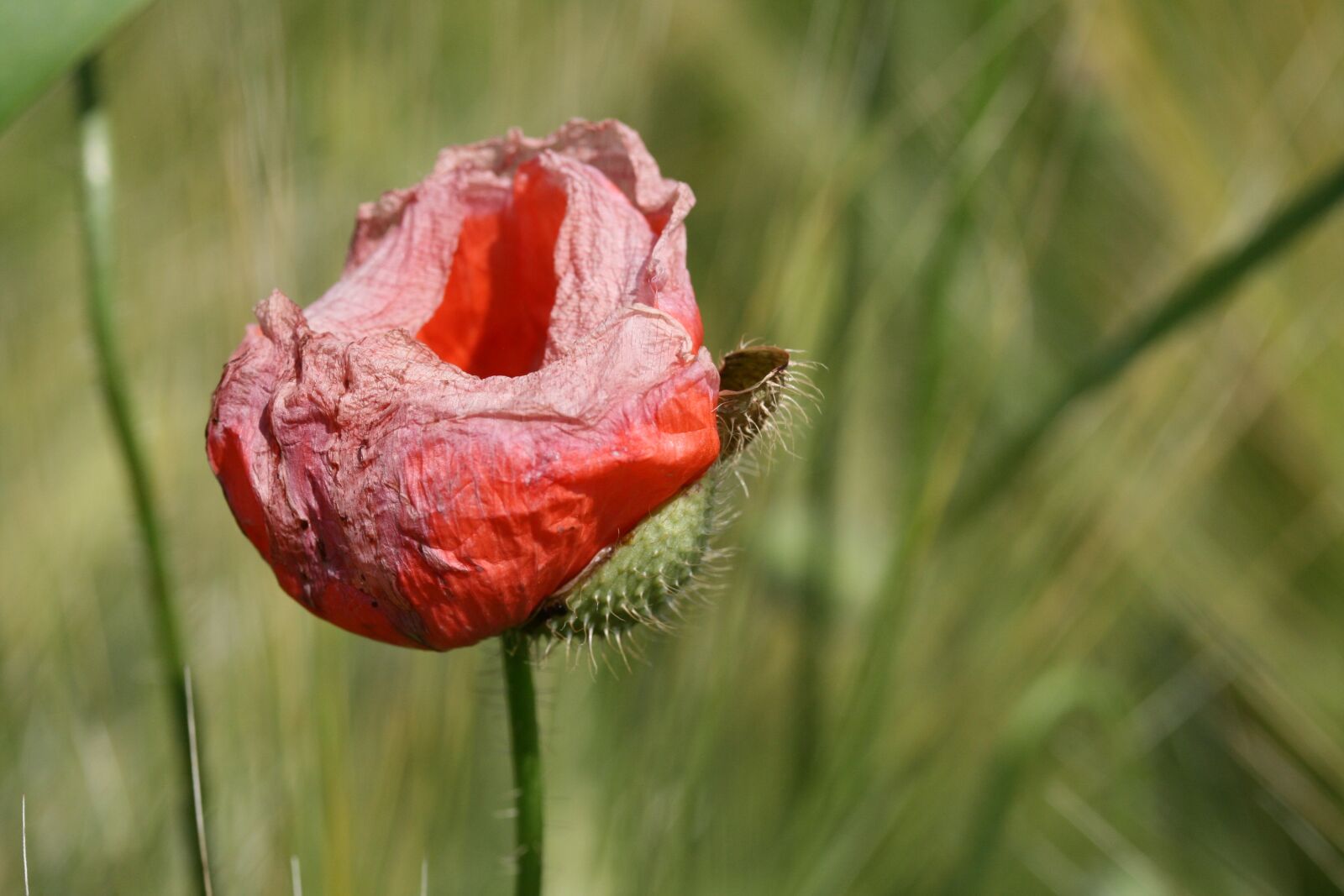 Canon EOS 400D (EOS Digital Rebel XTi / EOS Kiss Digital X) sample photo. Poppy, klatschmohn, blossom photography