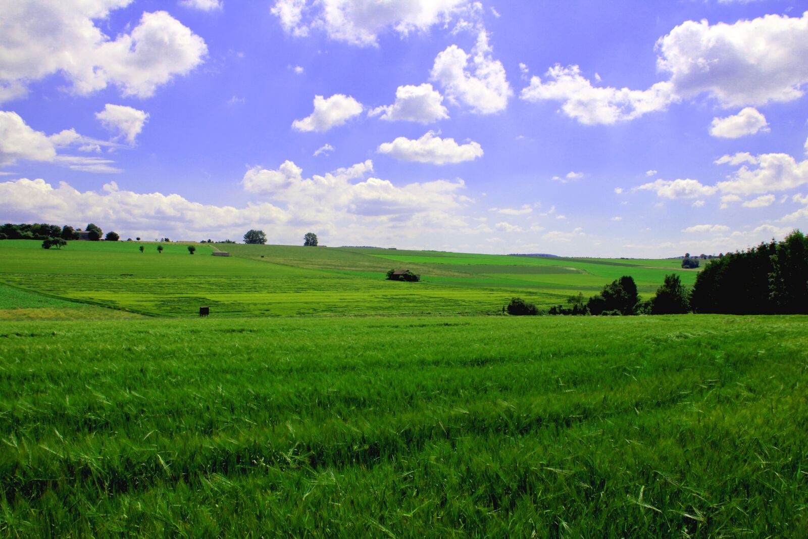 Canon EOS 600D (Rebel EOS T3i / EOS Kiss X5) sample photo. Landscape, meadow, horizon photography