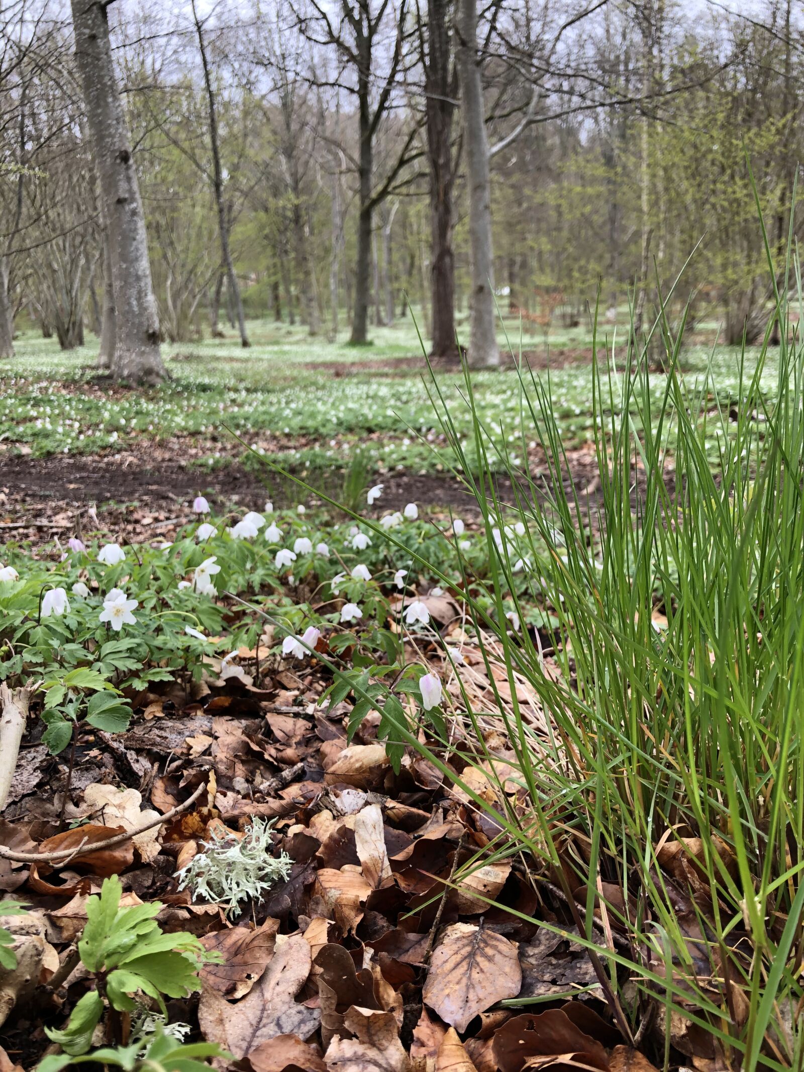 iPhone 8 Plus back dual camera 3.99mm f/1.8 sample photo. Wood anemone, sip, park photography