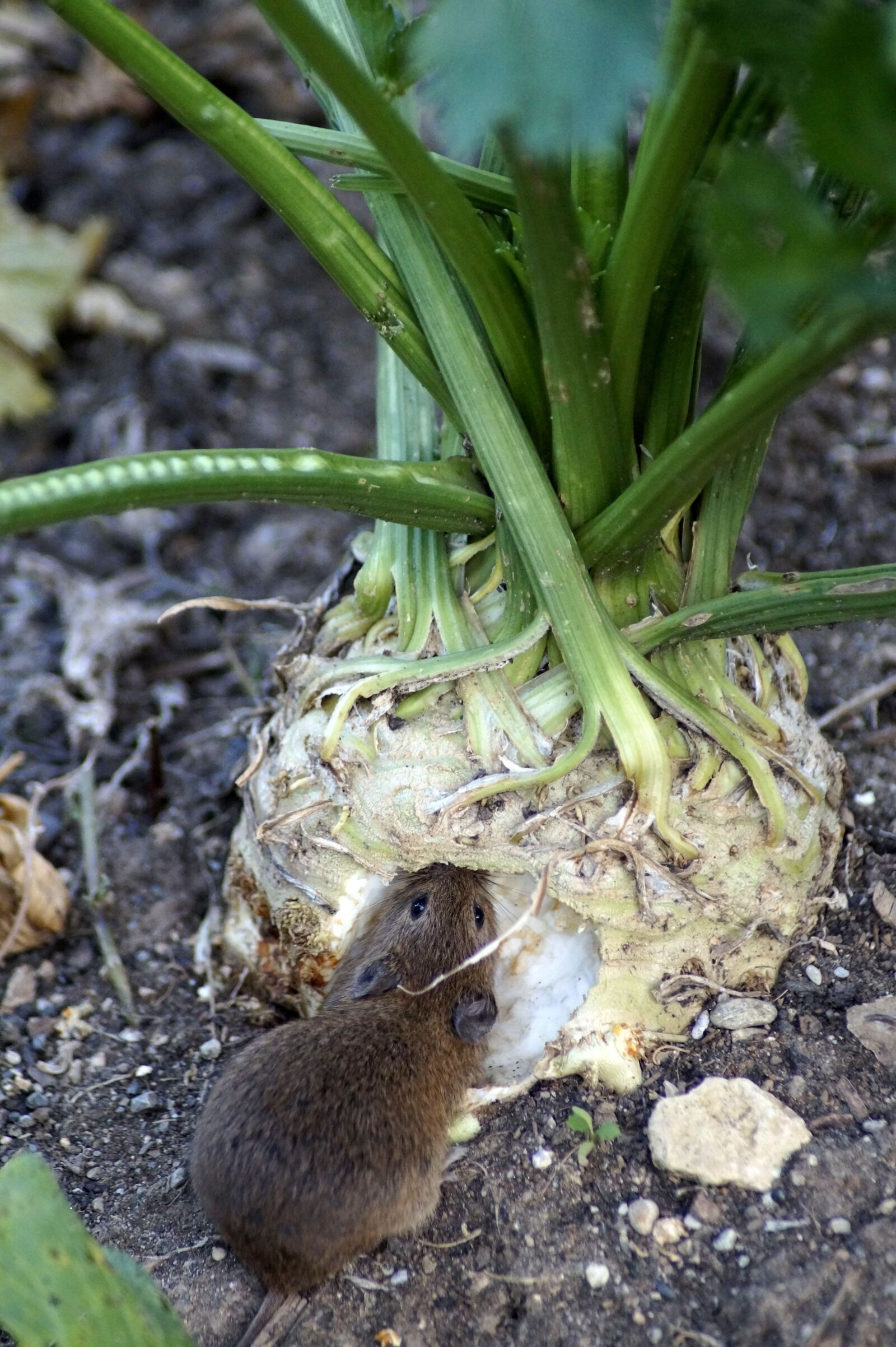 Sony SLT-A58 sample photo. Mouse, field mouse, wood photography