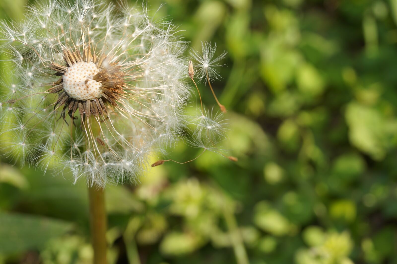 Sony DT 18-55mm F3.5-5.6 SAM II sample photo. Dandelion, blossom, bloom photography